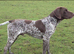 German shorthaired pointer stud