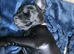 Patterdale mixed breed