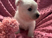 West Highland Terrier puppies.
