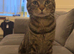 Male cat