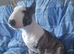 English bull terrier bitch 5 months old