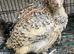 Jumbo quails