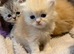 Chinchilla exotic kittens