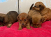 Long hair dachshunds