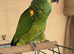 Blue fronted Amazon parrot