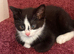 Beautiful kittens
