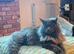 Maine coon pedigree kittens