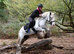 14.1 gelding 5yr old