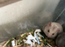 Syrian Hamster Baby’s - Ready Now