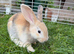 3 Female Baby Rabbits For Sale