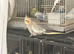 Baby Cocatiels and budgies birds