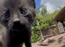Kittens for sale