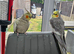 Beautiful breeding pair