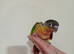 Fully tame baby Greencheek &suncheek hand rearing