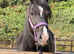 Quality & classy Welsh D Mare