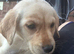 READY NOW!! Pedigree Labrador Puppies – Ready for Their Forever Homes