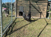 12 Ayam cemani hatching in eggs