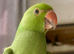One beautiful 12 weeks hand-reared raised parrots