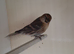 2 hen redpoll