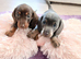 1 lilac and tan boy available and 1 chocolat and tan girl
