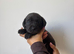 Cocker spaniel CROSS pups