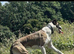Collie x whippet stud