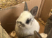 2 male Netherland dwarfs for sale