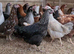 Point of Lay Hens - lots to choose from - hybrid layers including coloured eggs