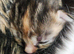 5 stunning kittens