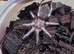 5 x Vitalius Chromatus (formerly Nhandu) Tarantula Slings &pound;30