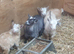 Lovely Goats
