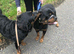 Absolutely stunning long haired Rottweiler