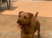 Patterdale fell terrier puppies