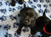 Stunning black lab puppies