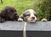 7 playful cocker spaniels pups