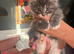 TICA Registered Last 2 boys black silver tabby bicolour blue & white