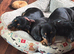 Male Miniature Dachshunds