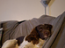 Stunning liver/white KC registered springer stud