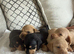 Beautiful litter of mini dachshunds dads longhair