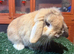 Pure breed mini lop buck