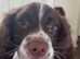 English springer spaniel for stud