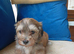 AMAZING full breed KC registered Havanese puppies