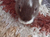Male dwarf bunny