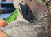Baby African Grey Parrot