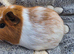 female baby guinea pigs