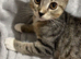 3 beautiful British Shorhair kittens