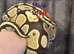 Royal Pythons