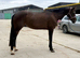 15.2 7 year old genuine mare.