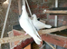 Pure white pigeon