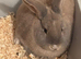 Two female rabbits for free